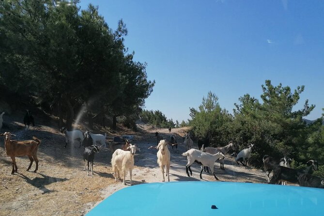Rhodes 4x4 Full-Day Safari Adventure Review - Areas for Improvement