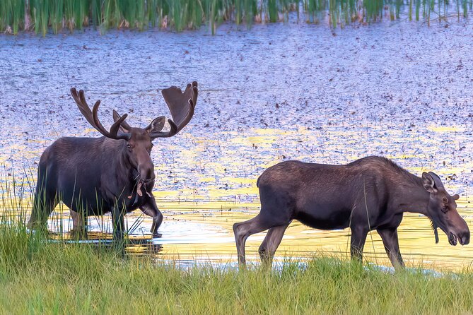 Rocky Mountain National Park: 6 Hr Private Wildlife Driving Tour - Customer Feedback and Reviews