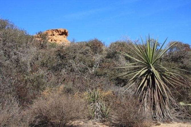 Runyon Canyon Hiking Tour - Liability Acknowledgment