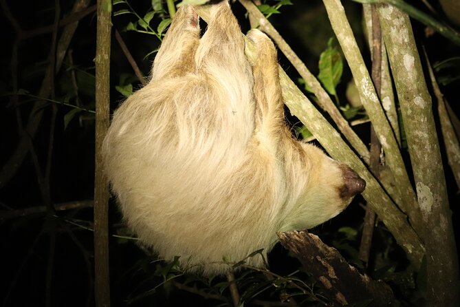 Rural Coffee Processes Inside the Forest With Night Tour - Final Verdict On This Stay