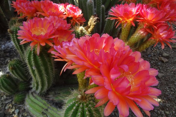 Ruth Bancroft Garden General Admission Ticket - Accessibility Features