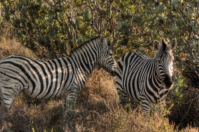 Safari Cycle and !Khwa Ttu San Heritage Experience - Booking and Cancellation Policy