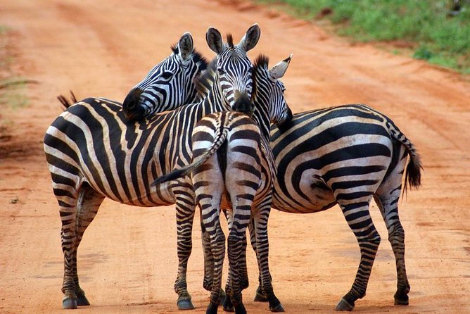 Safari Experience at Rhino & Lion Park - Customer Experiences