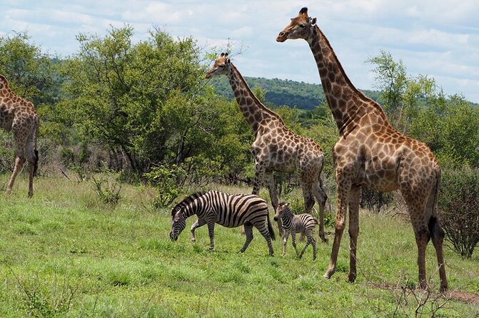 Safari Game Drive in the Greater Kruger Out of Hoedspruit - Preparing for the Safari Game Drive