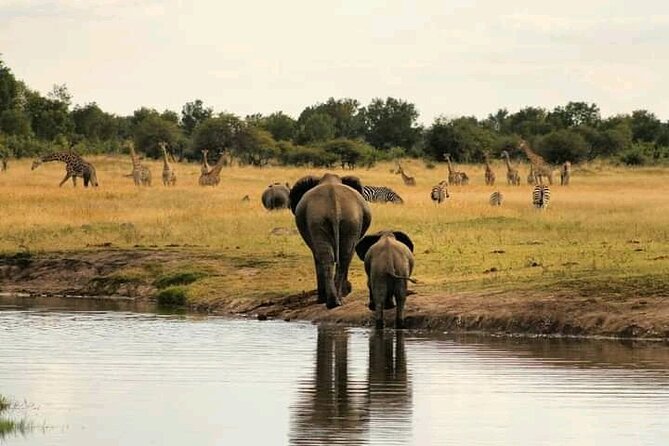 Safari Game Drive in Zambezi National Park - Cancellation and Booking Policy