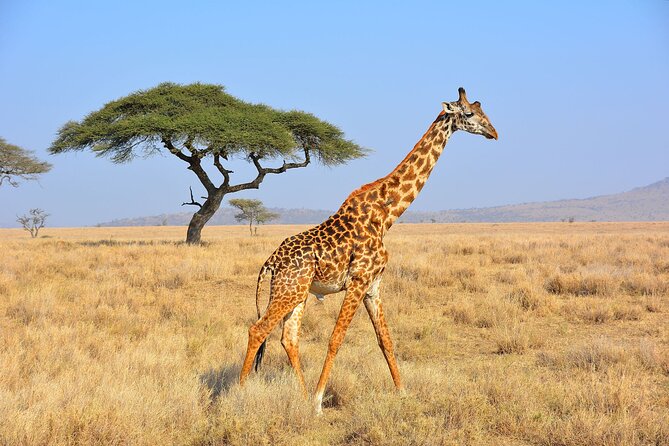 Safari Kifaru - Accessibility and Participation