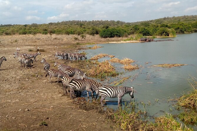 Safari Tour : Nairobi National Park - Traveler Reviews and Feedback