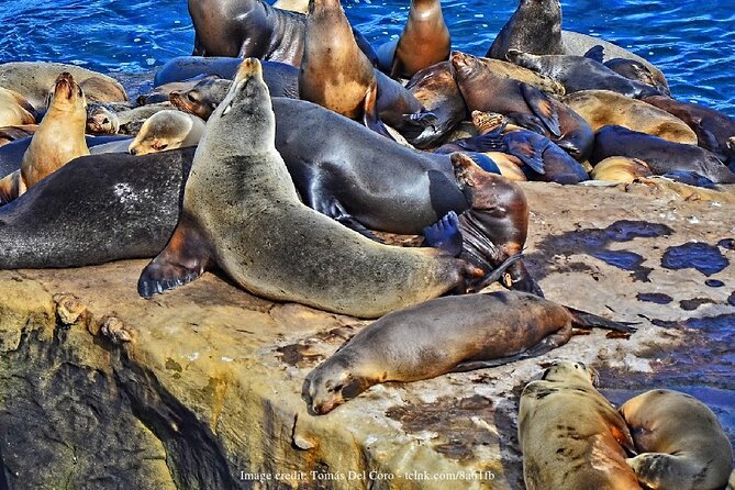 San Diego in a Day: Private Tour Review - Tour Highlights and Experiences