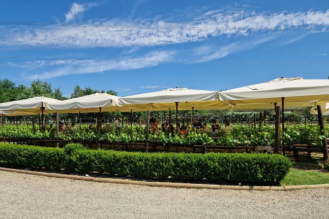 San Gimignano and Siena Private Wine Tasting Tour With Lunch - Customer Reviews and Ratings