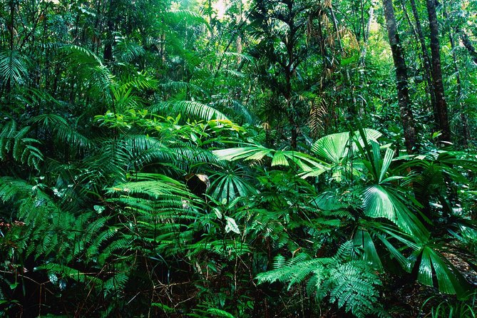 Sarapiqui River Cruise & Rainforest Walk. Private Tour - Tour Requirements