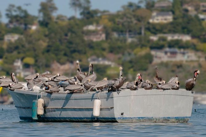 Scenic Sausalito Kayak Tour: Beginners Welcome - Participant Information