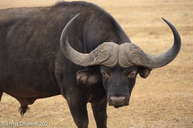 Schotia Open Vehicle Safari Game Drive - Positive Guest Experiences