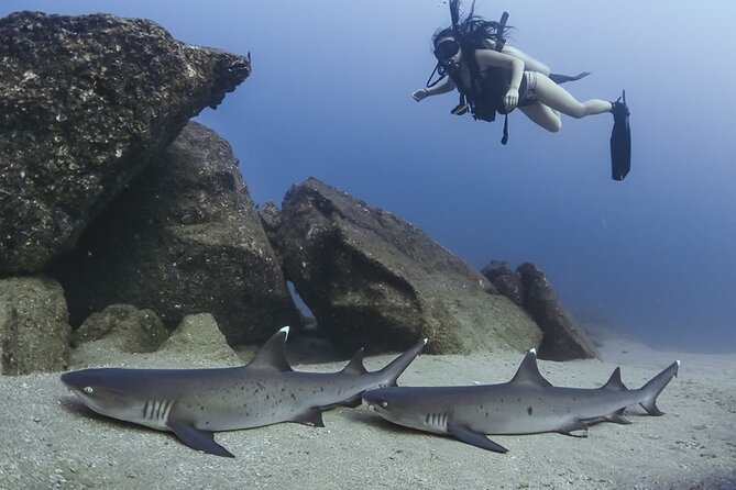 Scuba Diving - Meeting and Pickup Logistics