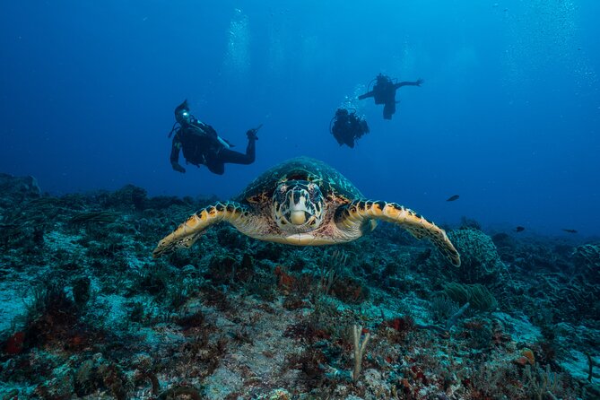 Scuba Diving Tours - Health and Fitness Guidelines