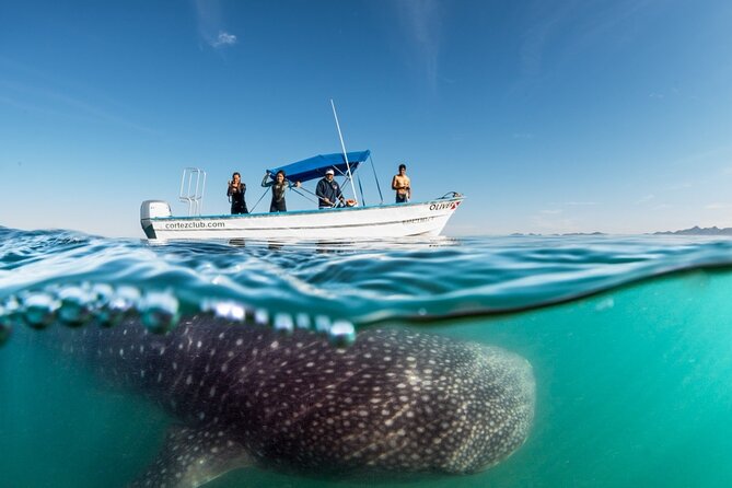 Sea of Cortez Combo: Whale Sharks, Sea Lions & Balandra Beach - Additional Tour Details