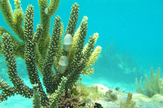 Sea Turtle and Cenotes Half Day Snorkeling Tour From Riviera Maya - Traveler Feedback and Experiences