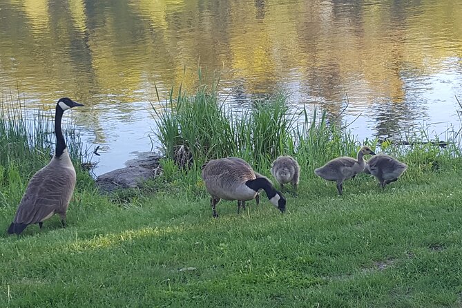 Self-Guided Walking Tour of Benson Park, Hudson, NH - Discovering the Animal Exhibits