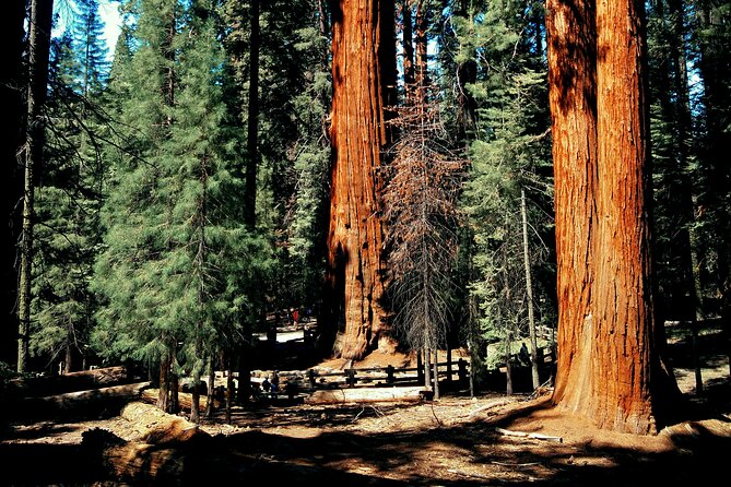 Sequoia Full Day Private Tour and Hike - Tips for a Great Day