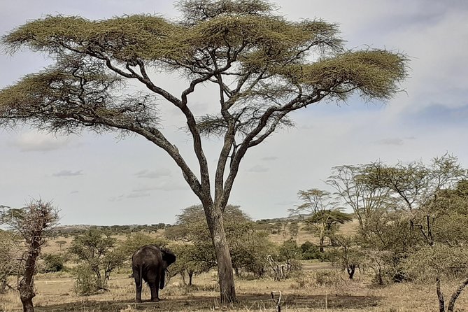 SERENGETI NATIONAL PARK Tour - Cancellation Policy Details
