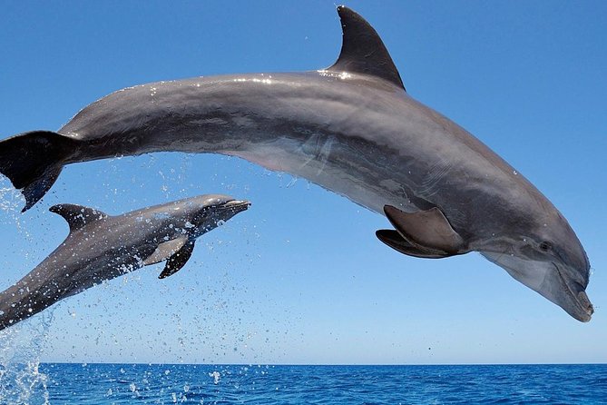 Setúbal Private Tour - Including Dolphin Watching - Dolphin Watching Experience