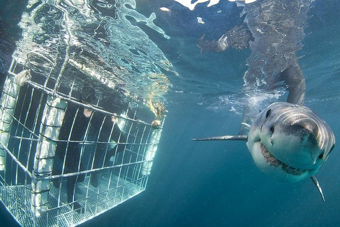 SHARK CAGE DIVING and VIEWING (Self Drive) - Safety Considerations and Restrictions