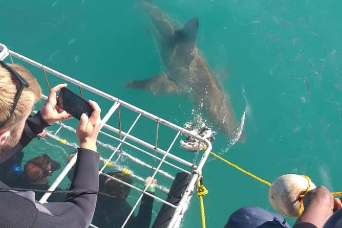 Shark Cage Diving - Convenience and Inclusions
