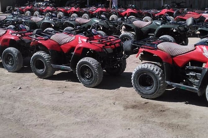 Sharm: Quad Bike or Car Buggy, Camel Ride & Optional VIP Bedouin Dinner & Show - Customer Reviews on Camel Ride