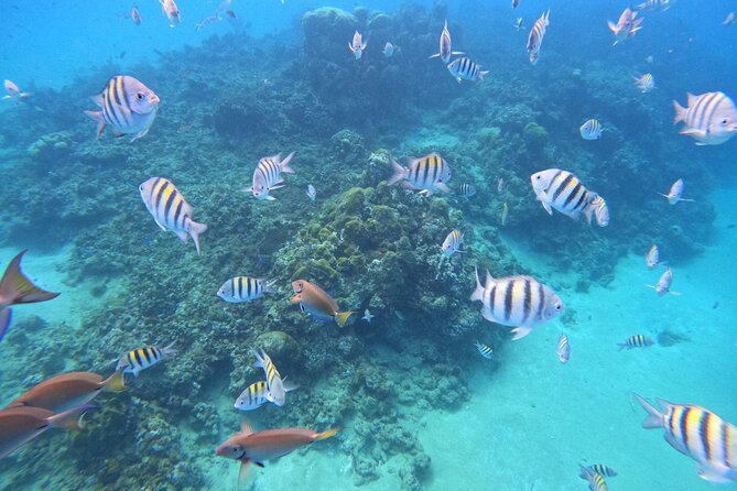 Shore Excursion 4-Hour Party Catamaran and Snorkeling - Confirmation Process
