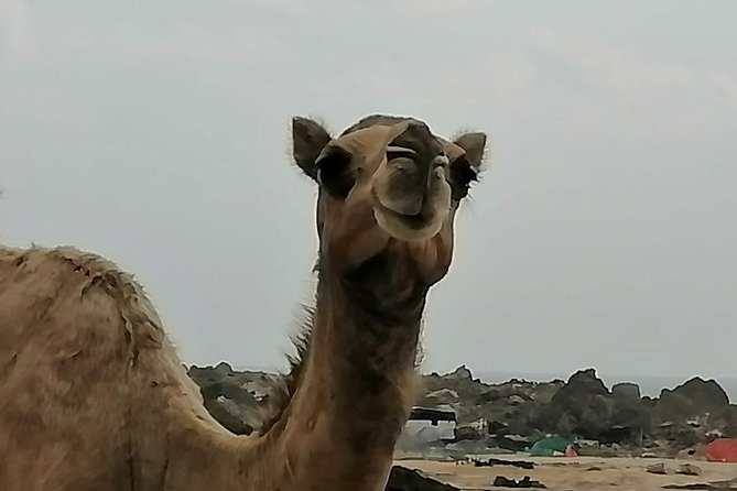 Shore Time at Al Fuzaiyah Beach /Half Day Guided Tour. - Traveler Considerations