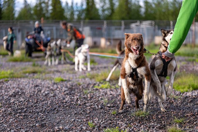 Short Norrbotten County Huskies Visit  - Kiruna - Accessibility and Recommendations