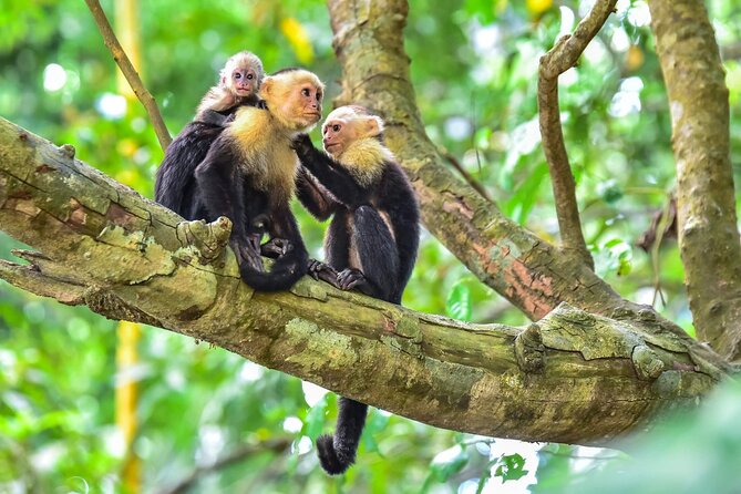 Shuttle From San Jose Airport To Monteverde - Transportation Options