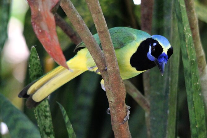SIERRA Madre Highland Bird and Tuito - Meeting and Pickup Information