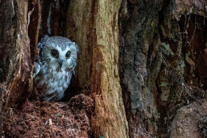 Sitka Shore Excursion: Bears, Raptor Center, & Totem Park Tour (Small Group) - Accessibility and Policies