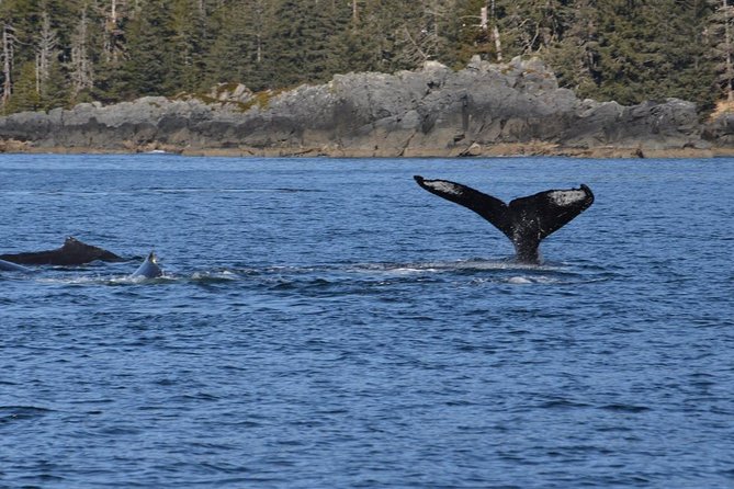 Sitka Shore Excursion: Whale-Watching and Marine Life Tour - Traveler Recommendations
