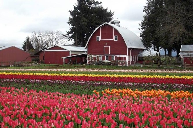 Skagit Valley Tulip Festival Day Trip From Seattle - Reviews Summary