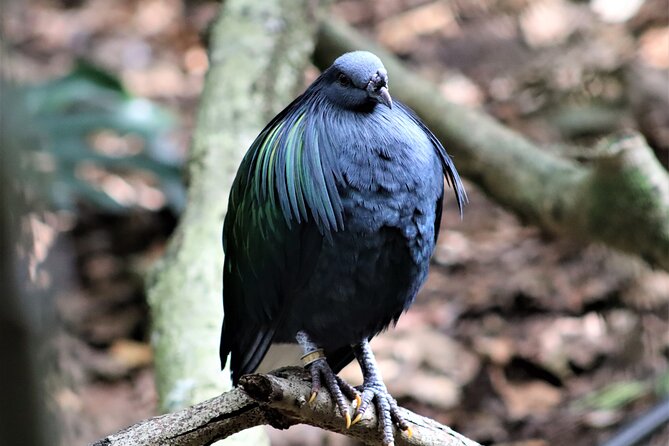 Skip the Line: Birds of Eden Admission Ticket - Amenities Offered