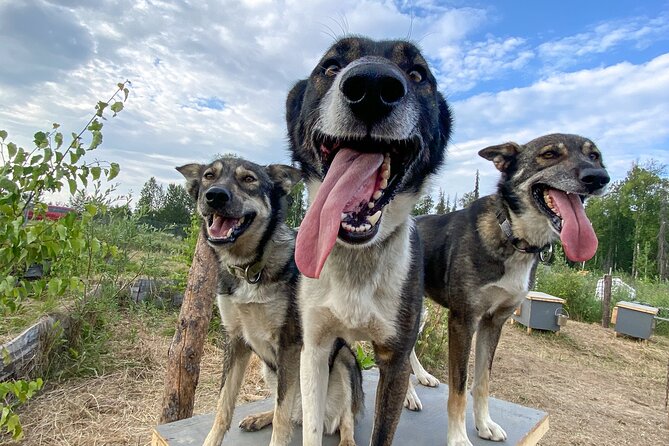 Sled Dog Kennel Tour - Safety and Accessibility