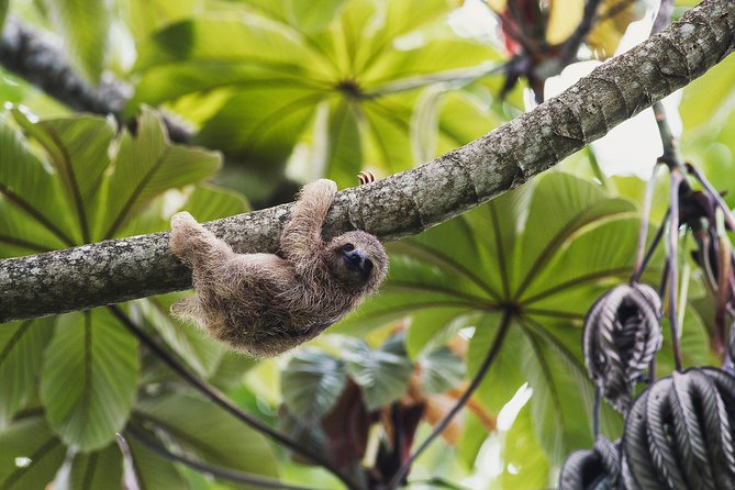 Sloth Sanctuary + Rafting Class II & III Combo - Questions About Your Stay