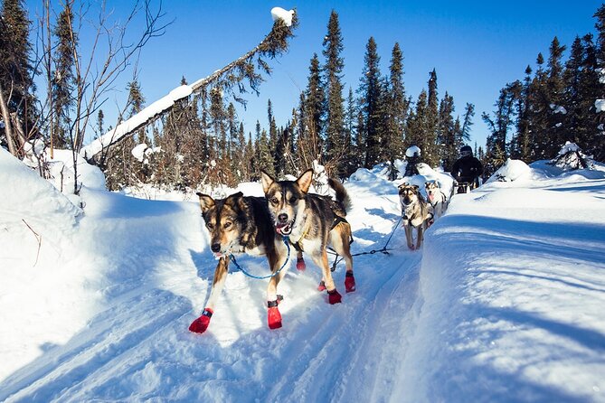 Small-Group Dog Sledding Experience in Sterling - Safety and Accessibility Information