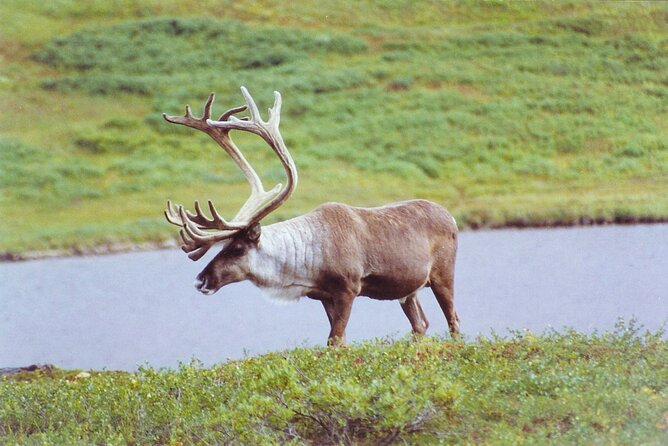 Small-Group Flight Denali National Park Tour With Guided Hike - Booking Information