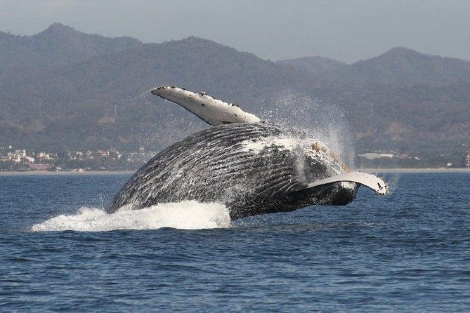 Small-Group Half-Day Whale-Watching Tour in Puerto Vallarta - Guest Reviews and Experiences