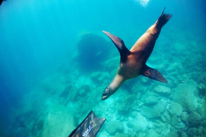 Small Group Snorkeling and Swim With Whale Sharks & Sea Lions in La Paz - Suitability and Accessibility