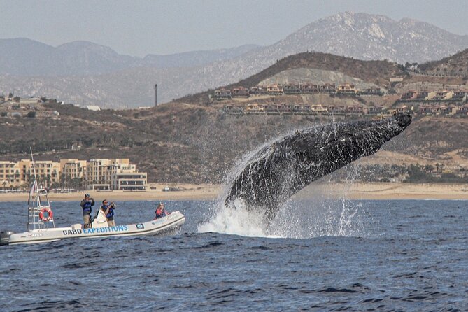 Small-Group Whale Watching Zodiac Boat Cruise in Cabo San Lucas - Highlights of the Excursion