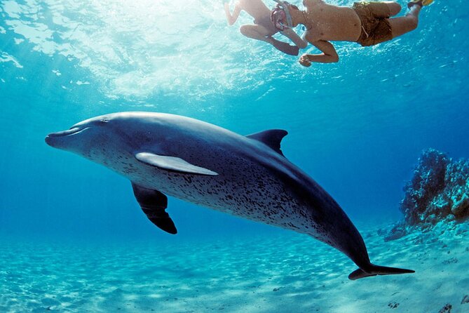 Snorkel at The Dolphin House Adventure In Hurghada - What to Expect During the Trip