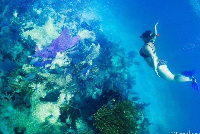 Snorkel Boat Tour in Search of Turtles - Transportation Options