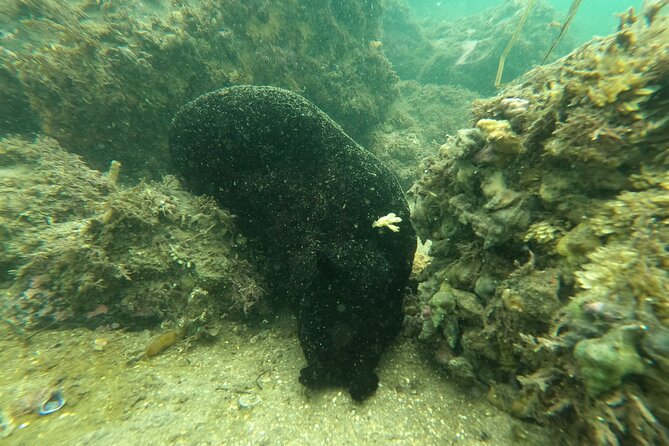 Snorkel San Diegos Mission Bay With a Marine Biologist - Health and Safety Precautions