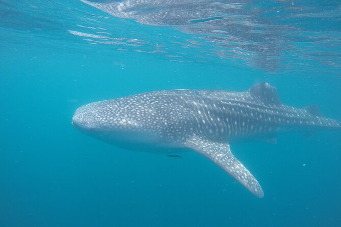 Snorkel Tour With Whale Shark in La Paz - Booking and Customer Service