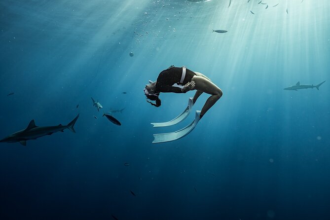 Snorkel With Sharks on the North Shore of Oahu - Meeting and Pickup Instructions