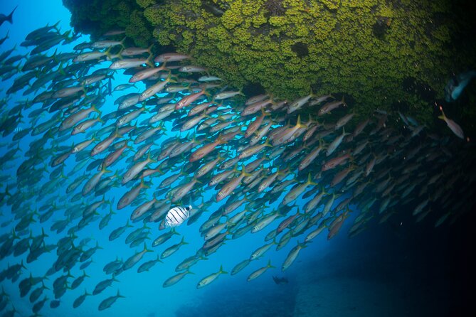 Snorkeling Experience in Santa Maria Bay by Boat - Guides and Language Support