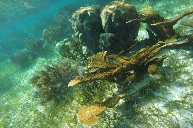Snorkeling Guided Activity in Puerto Morelos Mexico - Traveler Reviews